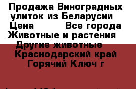 Продажа Виноградных улиток из Беларусии › Цена ­ 250 - Все города Животные и растения » Другие животные   . Краснодарский край,Горячий Ключ г.